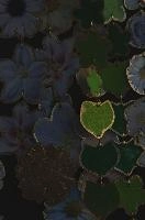 2013-11-12-19.30.52 ZS PMax.jpg